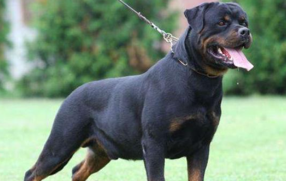 罗威纳犬怎么喂养，饲喂一定要定量
