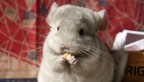 喂龙猫吃零食要注意什么?5类食物不要给龙猫吃 喂龙猫吃零食要注意什么?5类食物不要给龙猫吃