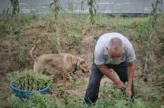 父亲与狗：父亲离世七天后，他养的小花狗不吃不喝，趴在坟前死去