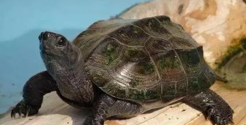 中华田园龟是草龟吗