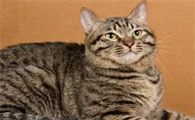 一只猫的寿命有多少年