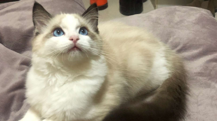 布偶猫名字 布偶猫名字