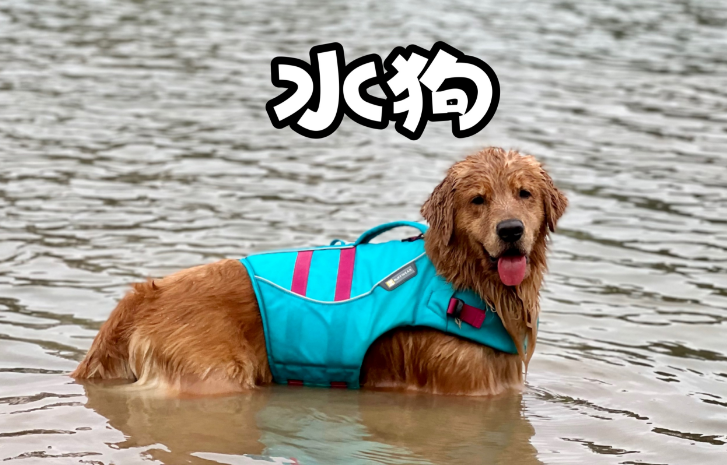 水狗之命是什么意思 水狗之命是什么意思