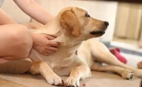 怎么解决主人一出门狗狗就叫 怎么解决主人一出门狗狗就叫