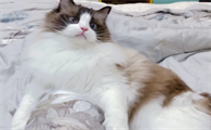 养了一年多的猫还扑上来咬人