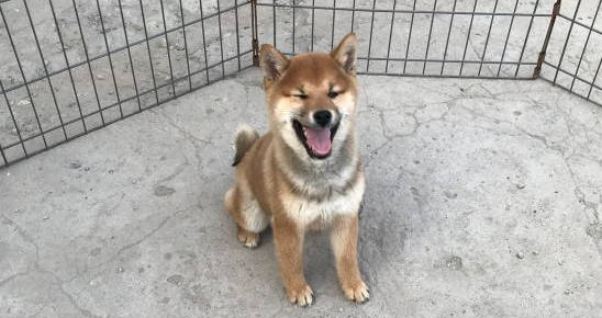 柴犬被主人设计了,一块肉就让它失去了自由,狗:吃肉的惩罚 柴犬被主人设计了,一块肉就让它失去了自由,狗:吃肉的惩罚