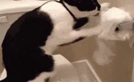 猫咪喜欢撕纸巾玩,是纸的错?还是喵的锅? 猫咪喜欢撕纸巾玩,是纸的错?还是喵的锅?