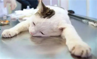 小猫手脚冰凉浑身无力什么情况