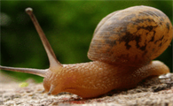 家里出现蜗牛预示什么以及怎么处理