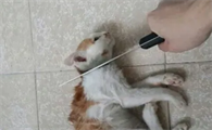 怎么虐猫过瘾把猫掐室息猫发疯