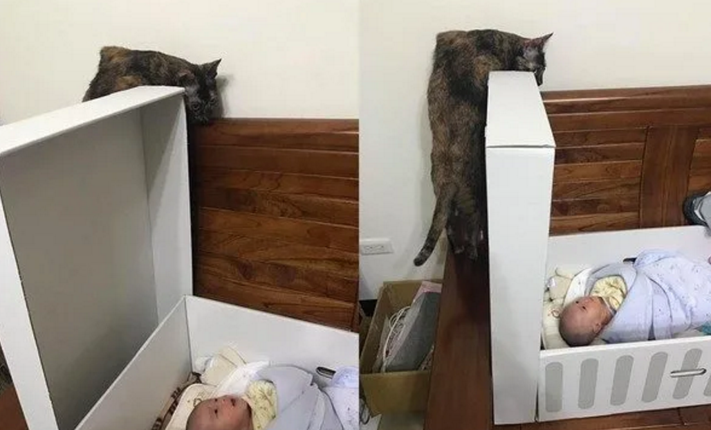诡异的猫咪每天都默默注视着刚出生的婴儿，是在看婴儿的灵魂吗