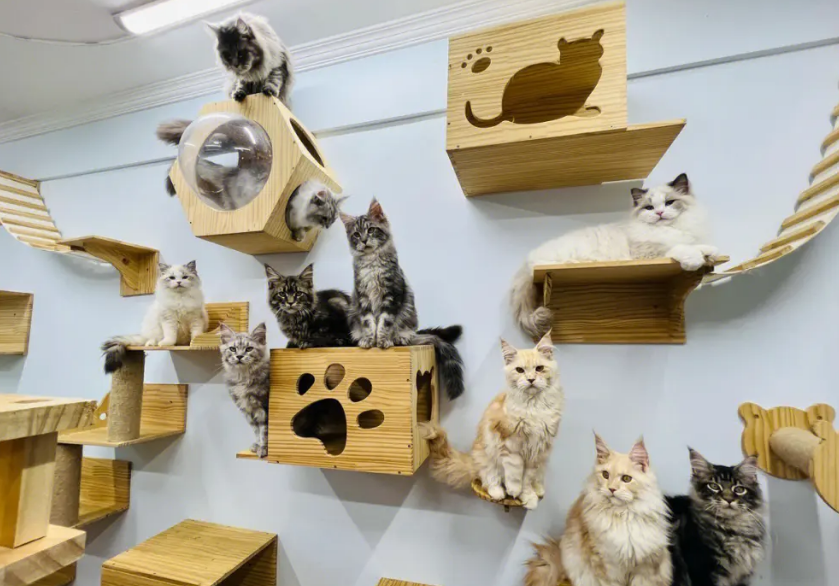 在猫舍上班多少钱一个月