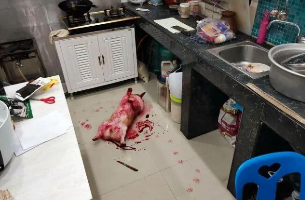 主人以为狗狗躺在血泊中，被吓坏了，后来才知道是它打翻了糖浆罐