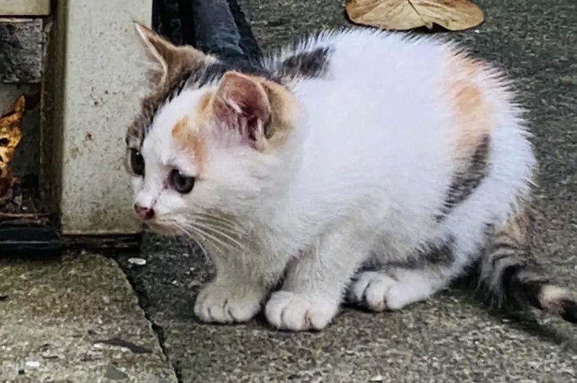 野猫蹲在家门口什么预兆