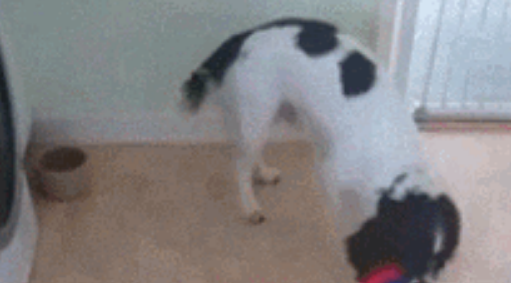 重磅发现！猫咪喜欢不劳而获？