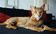 未宠百科为您猫种知识普及：阿瑟拉猫