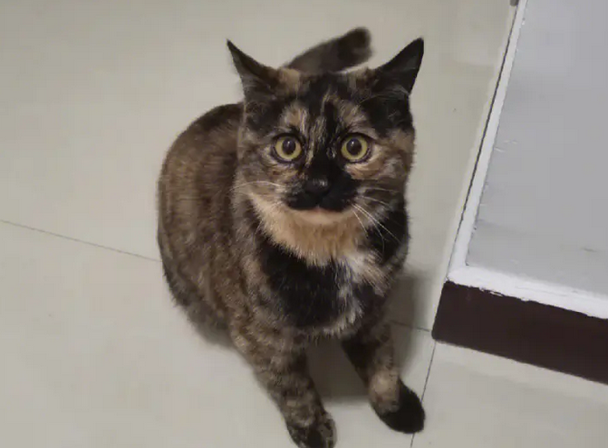 玳瑁猫是什么样子的?玳瑁猫的来历和特点介绍 玳瑁猫是什么样子的?玳瑁猫的来历和特点介绍