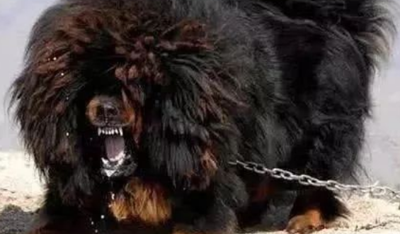 青狼獒和鬼獒,藏獒中的佼佼者,鬼獒更胜一筹 青狼獒和鬼獒,藏獒中的佼佼者,鬼獒更胜一筹