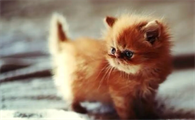 小猫多久断奶最好