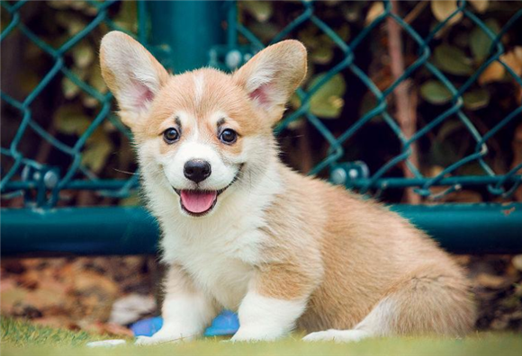 幼犬狂躁症的表现症状有哪些 幼犬狂躁症的表现症状有哪些