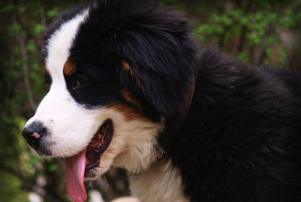 伯恩山犬训练方法，机械刺激和奖励结合