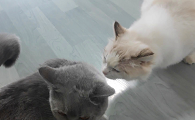 怎么帮母猫缓解发情