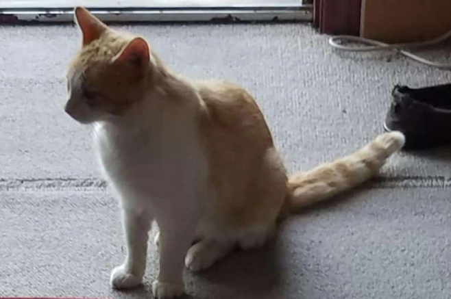 想啥来啥!老妈想养橘猫,结果没多久就有橘色的流浪猫主动找上门 想啥来啥!老妈想养橘猫,结果没多久就有橘色的流浪猫主动找上门