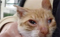 小猫发烧有什么症状