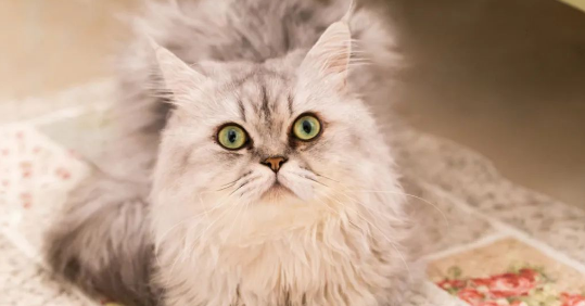 有谁知道一脸严肃的鳌拜猫金吉拉，背地里其实是个软萌大醋包