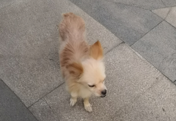 小区里游逛的流浪狗