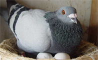 小鸽子多久能下蛋繁殖