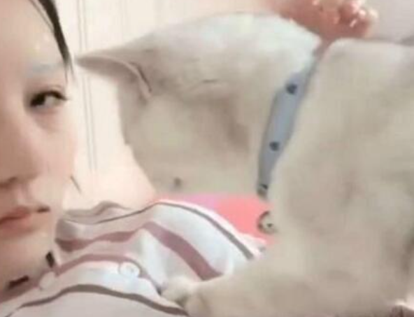 主人敷面膜猫主子狂蹭，猫咪：本喵也是需要保养的！