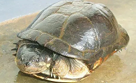科特迪瓦侧颈龟图片