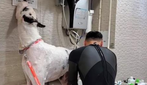 训练134斤大丹犬，训犬师揭秘这种大狗