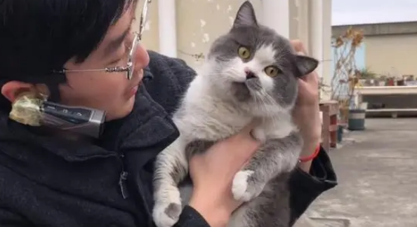 蓝猫为求爱,被困33楼房檐,它心仪的小母猫却在隔窗看戏! 蓝猫为求爱,被困33楼房檐,它心仪的小母猫却在隔窗看戏!