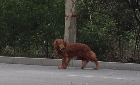 马路上叼着狗绳瘸着腿的金毛,还得面对保腿还是保命的抉择 马路上叼着狗绳瘸着腿的金毛,还得面对保腿还是保命的抉择