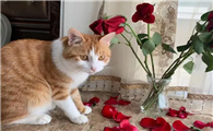 养猫能养玫瑰花