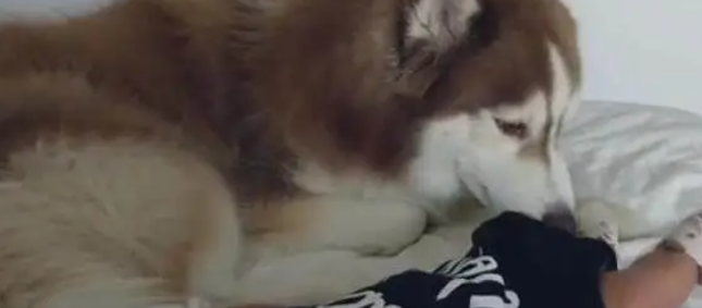 哈士奇首次见到宝宝,靠近做出的举动,令妈妈热泪盈眶 哈士奇首次见到宝宝,靠近做出的举动,令妈妈热泪盈眶