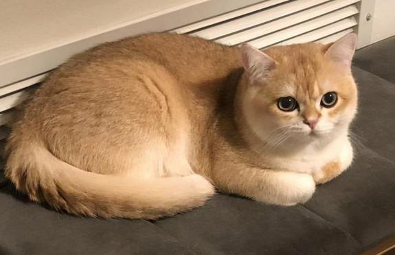 养什么颜色的猫运气好 养什么颜色的猫运气好