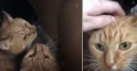 英国出现虐猫事件,密封纸箱中装着11只猫,猫咪差点被闷死 英国出现虐猫事件,密封纸箱中装着11只猫,猫咪差点被闷死
