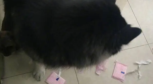 老板深夜造访,哈士奇却咬开一包东西,让人尴尬了…… 老板深夜造访,哈士奇却咬开一包东西,让人尴尬了……