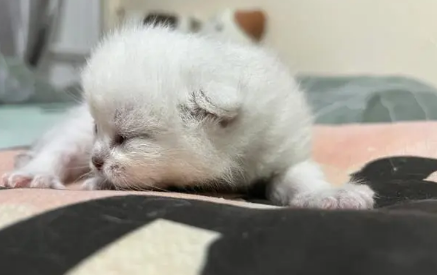 小猫几天能睁眼 小猫几天能睁眼