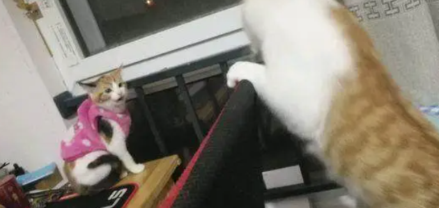 新买了一只猫咪回家,直到看了监控后,才知道它过得这么惨 新买了一只猫咪回家,直到看了监控后,才知道它过得这么惨
