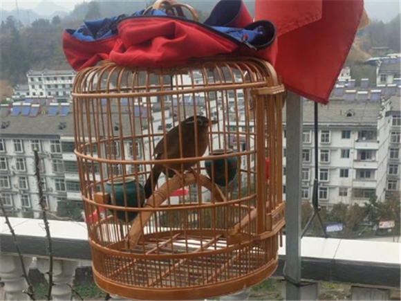 为什么养鸟晚上要遮布 为什么养鸟晚上要遮布