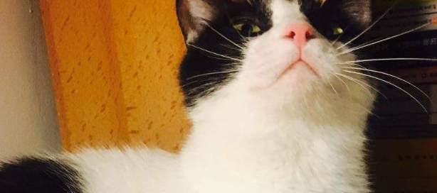 奶牛猫和橘猫交手,光看体型就不是大橘的对手!橘猫:自不量力 奶牛猫和橘猫交手,光看体型就不是大橘的对手!橘猫:自不量力