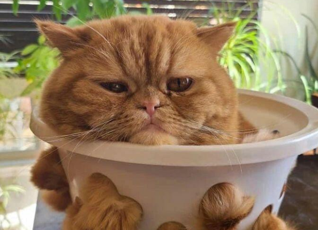 有些猫咪真是难伺候,买的猫窝不睡非睡在垃圾桶里 有些猫咪真是难伺候,买的猫窝不睡非睡在垃圾桶里