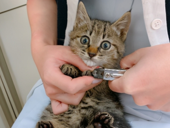 小猫多大可以剪指甲