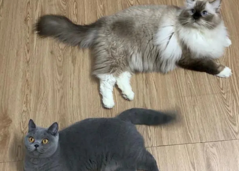 布偶猫蓝猫杂交后代 布偶猫蓝猫杂交后代