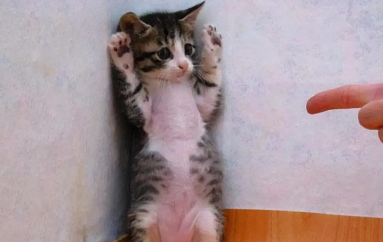 长期挨打的猫