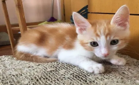 小猫后腿站不起来后腿拖着走